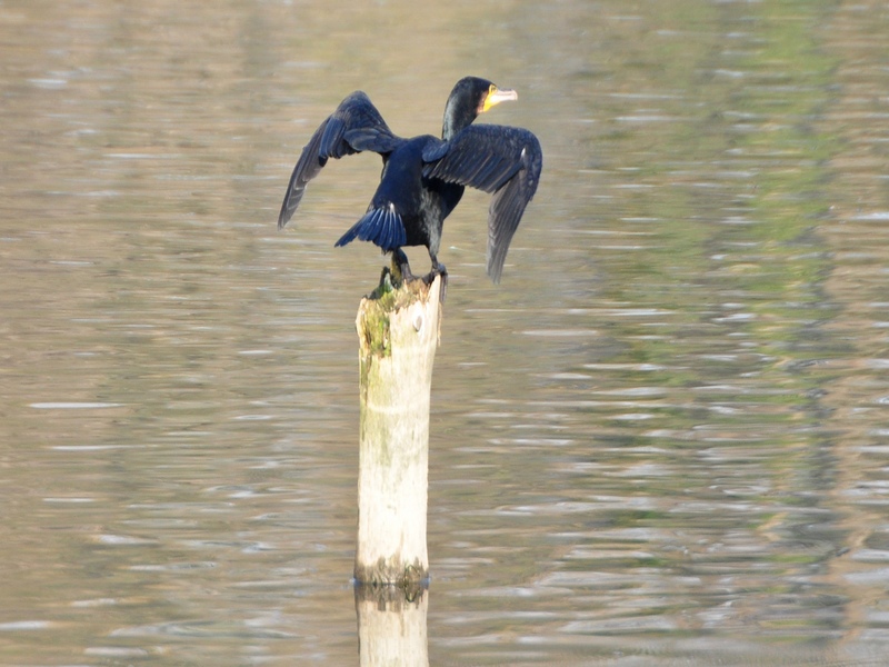 Phalacrocoracidae